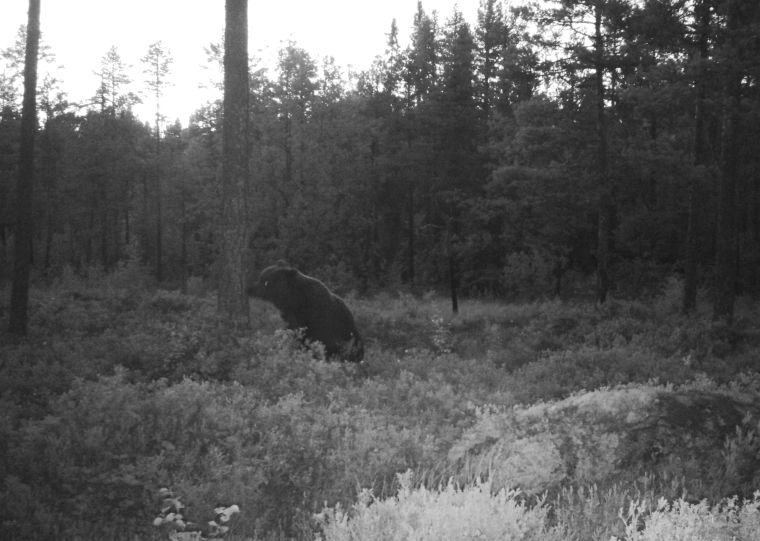 Björnsafari i Hälsingland
