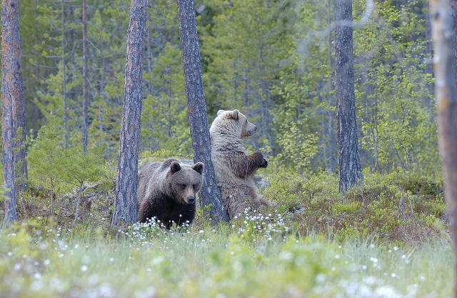 Boka årets björnsafari