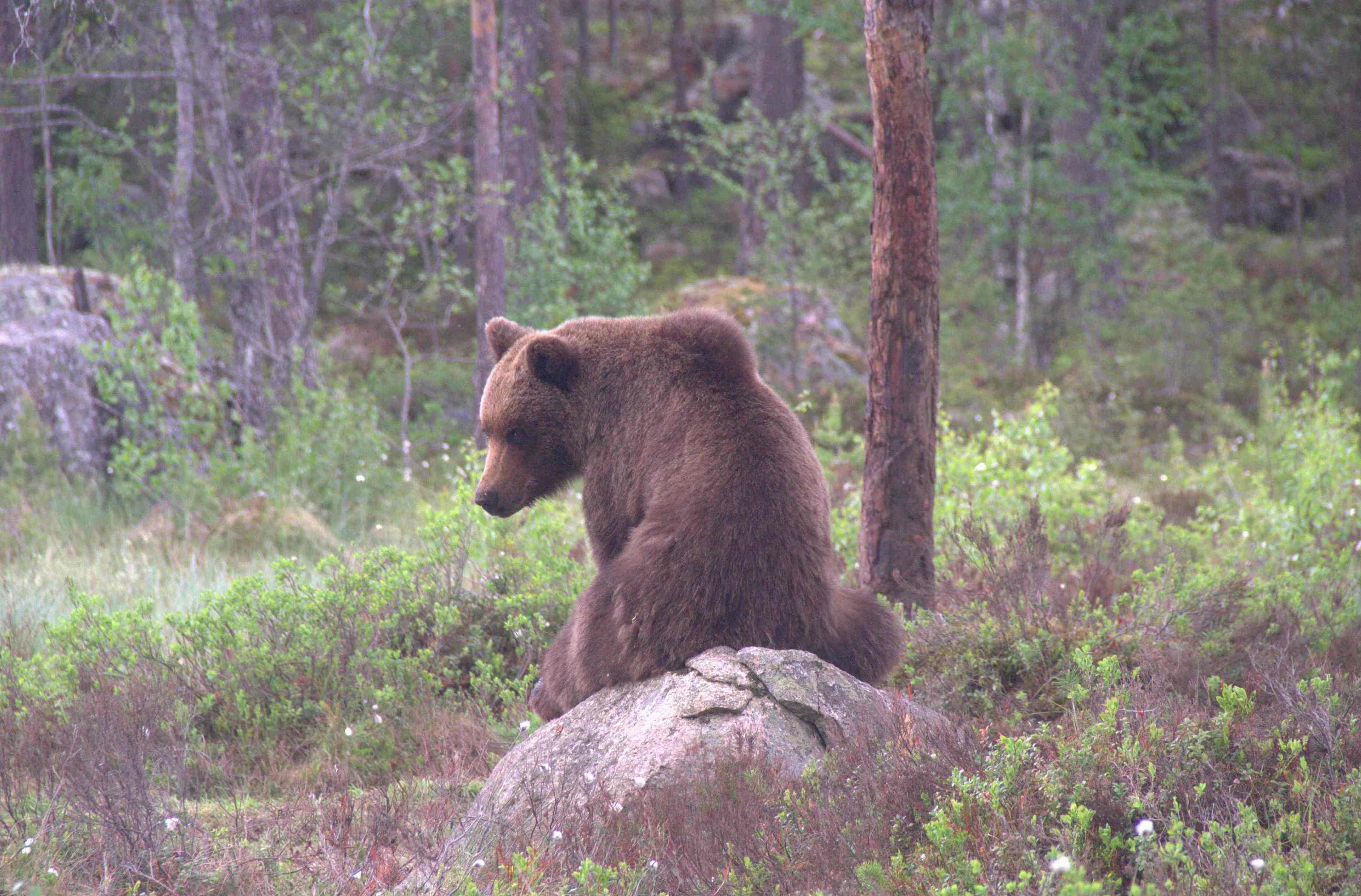 Björn på sten